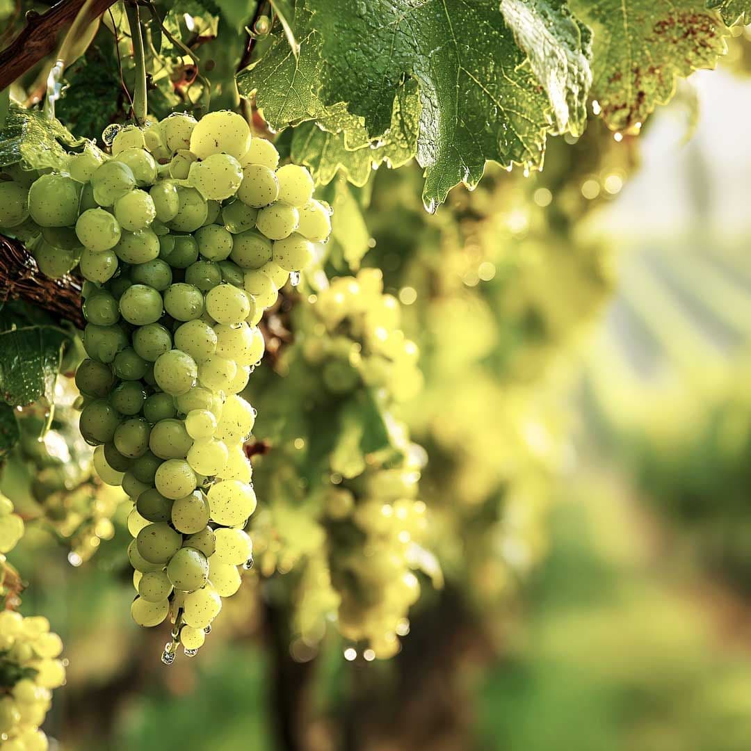 Viticulture