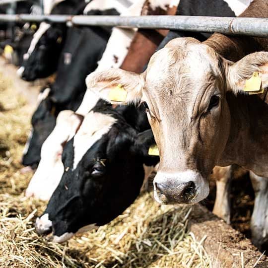 Animal Welfare and Husbandry